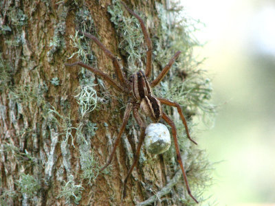09-21-07 wolf spider1.jpg