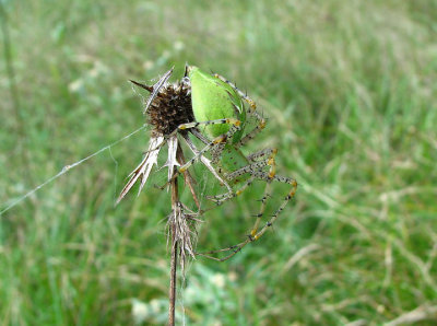 09-28-07 green lynx spider1.jpg