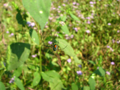 09-28-07 spider orange butt.jpg