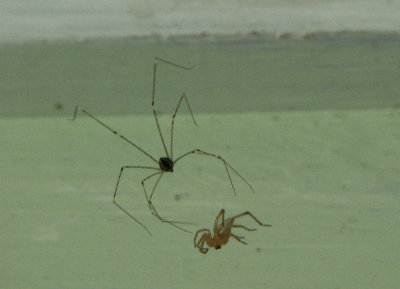 10-02-07 spider eating spider.jpg