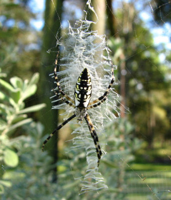 10-03-07 banana spider1.jpg