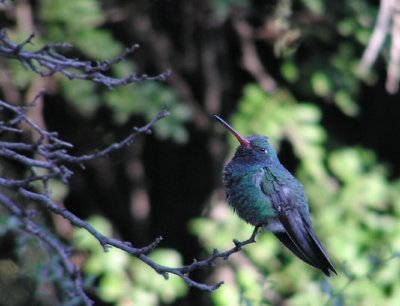 broad_billed