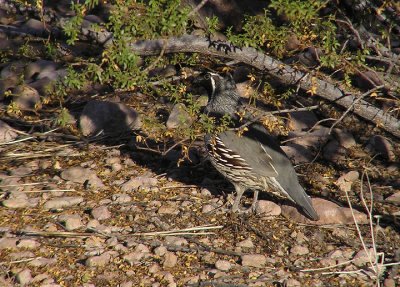 gambels_quail