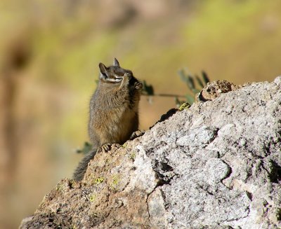 chipmunk