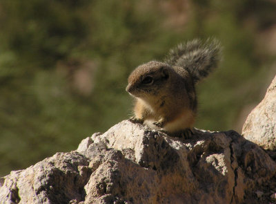 12-03-06 golden mantled ground squirrel.jpg