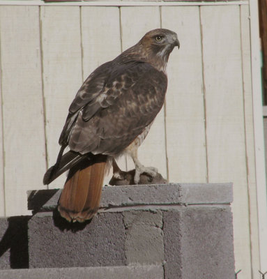 12-04-06 red-tailed hawk2.jpg