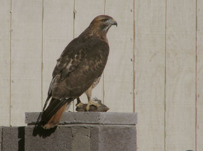 red_tailed