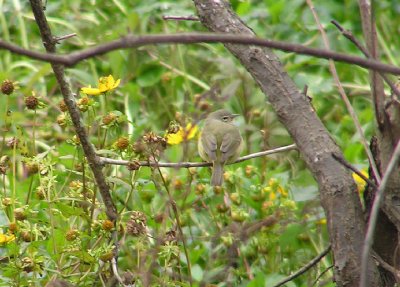 12-10-05 tennessee warbler.jpg