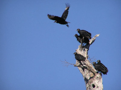 black_vulture