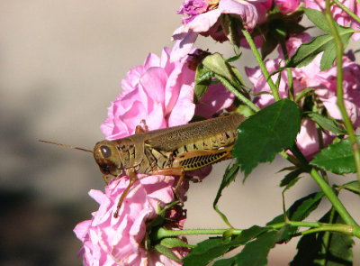 10-26-07 grasshopper rose.jpg