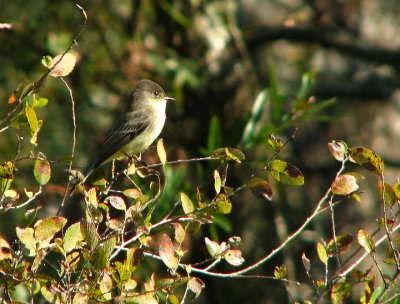 eastern_phoebe