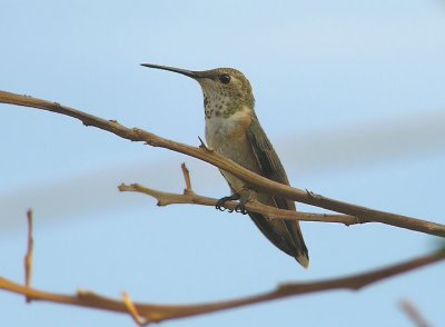 rufous