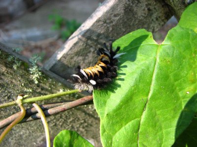 caterpillars