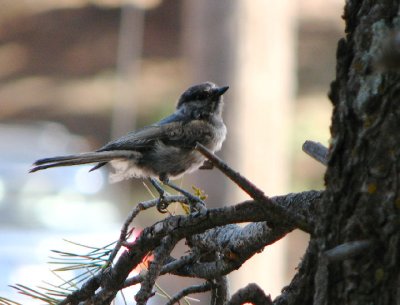 black_capped_chickadee