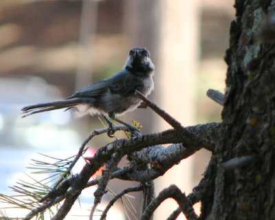 07-02-07 lifer bc chickadee2.jpg