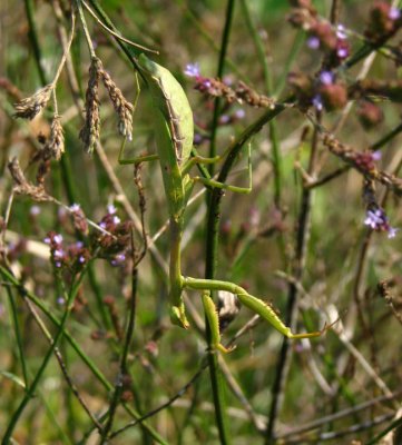 praying_mantis