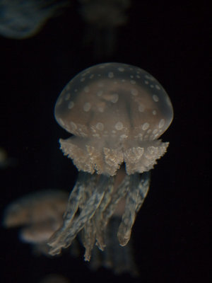 20100312-P1050117.jpg