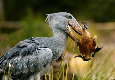 This is one of my favorite images.  An African Shoebill had picked up this duck to move him out of the way. I guess he had some space issues.