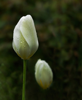 A__1142.jpg