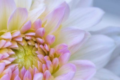 8/6/08 - Dahlia Macro