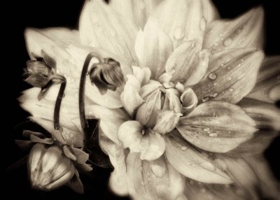 8/12/08 - Dahlias in B&W