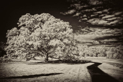 8/13/08 - Heritage Oak IR
