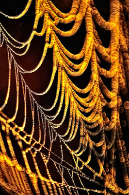 8/16/08 - Web Abstract