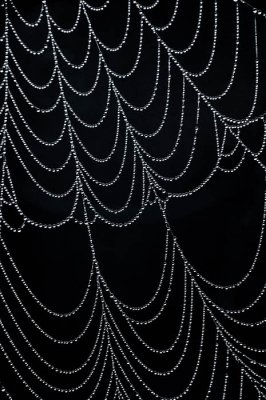 8/17/08 - Spider Web