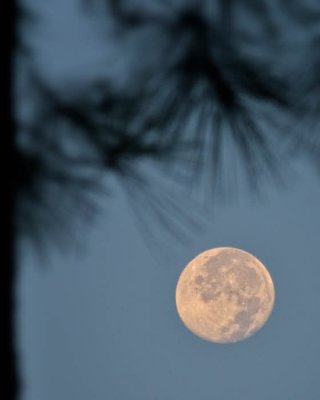 8/18/08 - Moon Set among the Pines