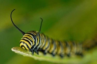 8/18/08 - Monarch Butterfly Caterpillar