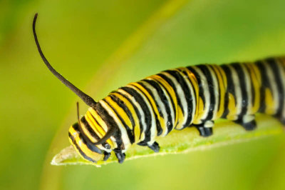 8/18/08  - Monarch Butterfly Caterpillar
