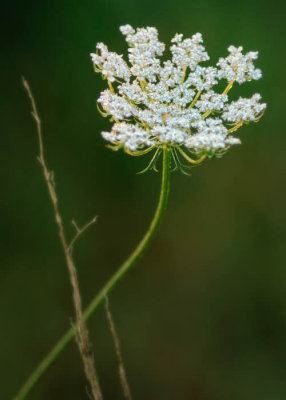8/20/08 - Queen Anne's Lace