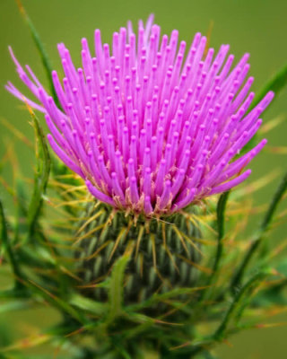 8/27/08 - Thistle