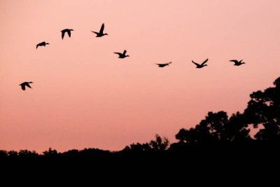 8/28/08 - Dawn Geese Silhouette