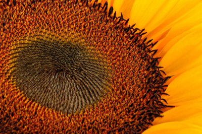 8/30/08 - Van Gogh's Favorite Flower?