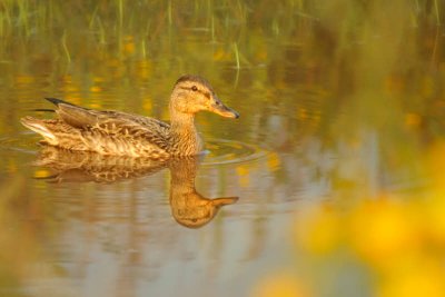 9/5/08 - Female Mallard