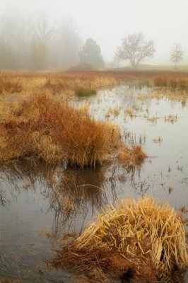 03/20/09 - Misty Wetlands