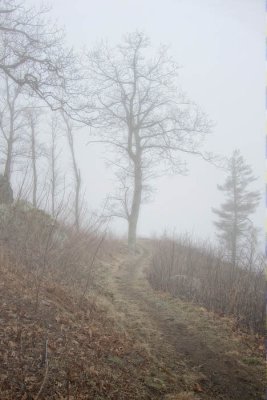 Mountain Mist