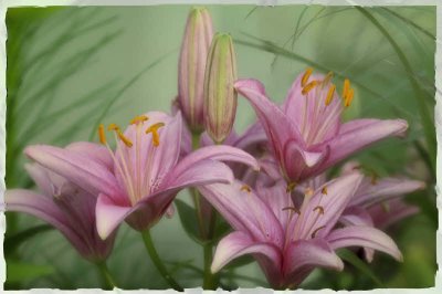 06/13/09 - Lilies
