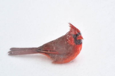 12/19/09 - Cardinal (male)