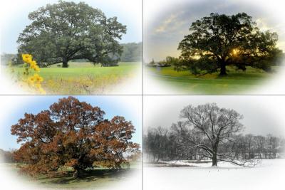 11/29/05 - Heritage Hunt Oak - The Seasons