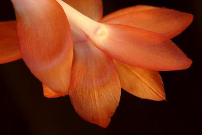12/1/05 - Christmas Cactus