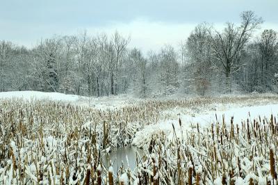 12/6/05 - Snowy Wetlands