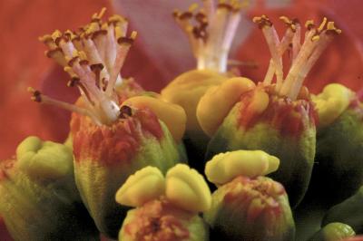 12/16/05 - Poinsettia Macro