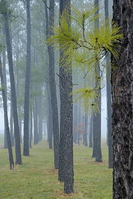 12/29/05 - Loblolly Pine Grove