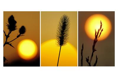 1/20/06 - Sunrise Collage