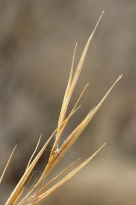 1/30/06 - Winter Grass