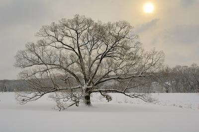 2/12/06 - Oak at Sunrise