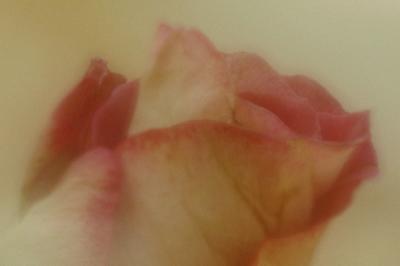 2/15/06 - Valentine Rose