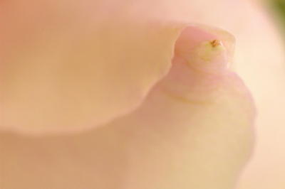 2/19/06 - Rose Art